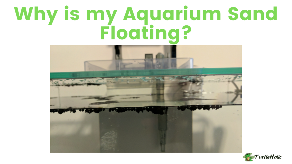Why is my Aquarium Sand Floating? TurtleHolic