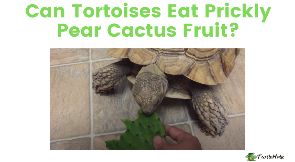 can tortoise eat prickly pear cactus