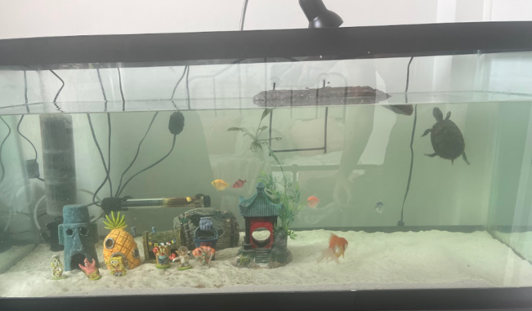 A closer look at Creating A Suitable Habitat For Red Eared Slider Turtles