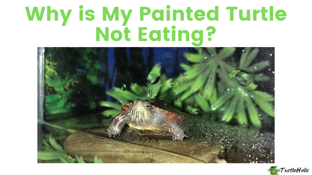Why is My Painted Turtle Not Eating? TurtleHolic