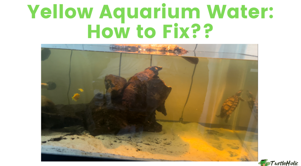 yellow aquarium water