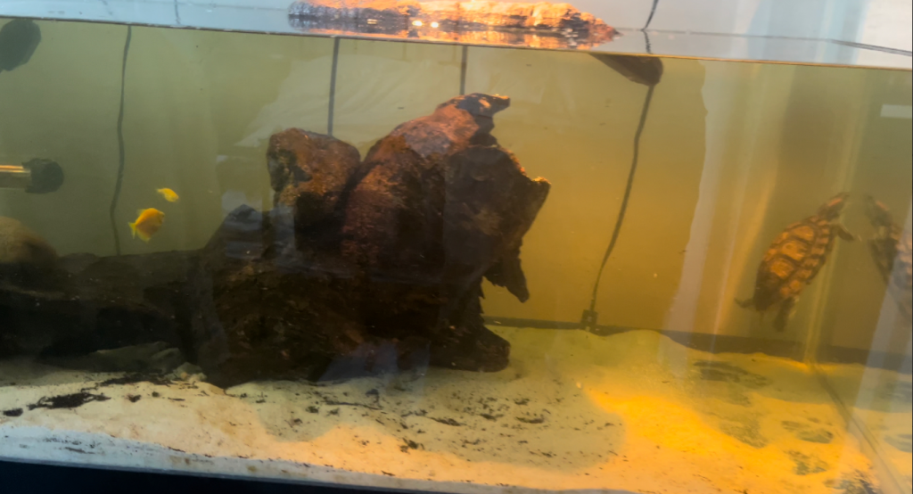 aquarium water yellow tint