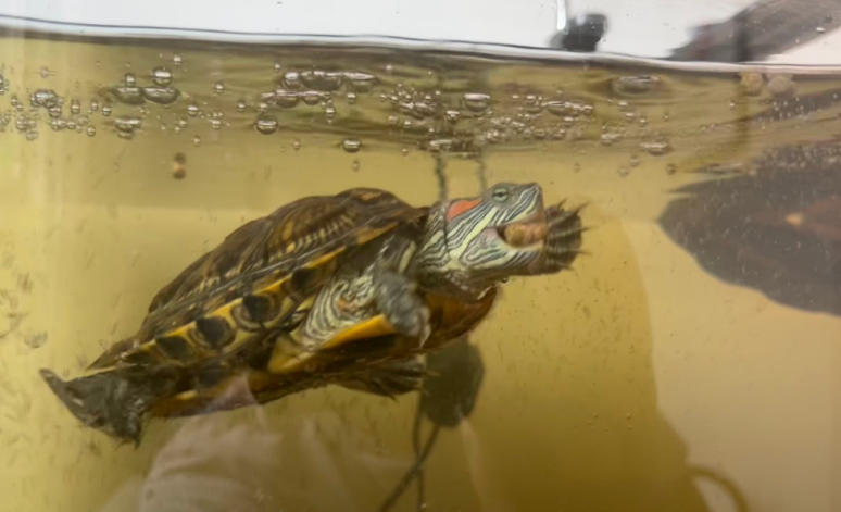 turtle eating zoo med