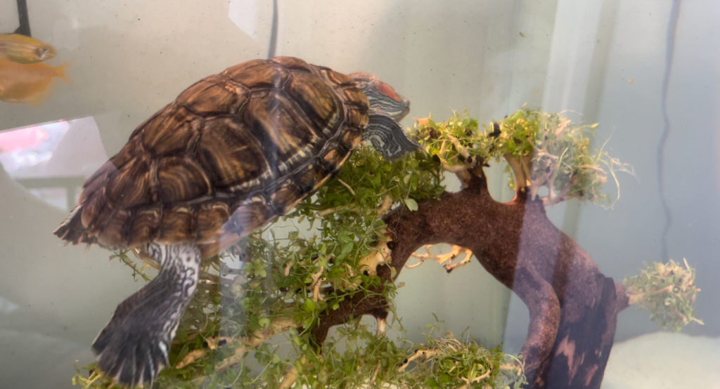 bonsai tree in turtle tank