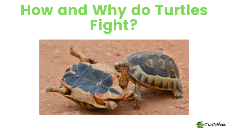 Turtle Riot Formation How and Why do Turtles Fight? - TurtleHolic