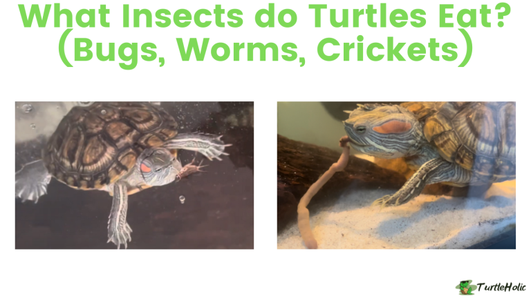 Snow Turtle Insect What Insects do Turtles Eat? (Bugs, Worms, Crickets) - TurtleHolic