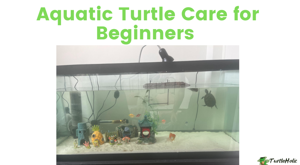 Aquatic Turtle Care