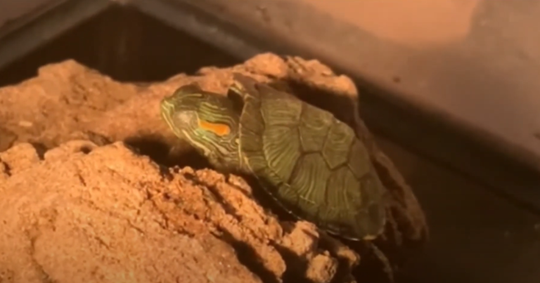 Turtle Eye Infection: Treatment and Home Remedy - TurtleHolic