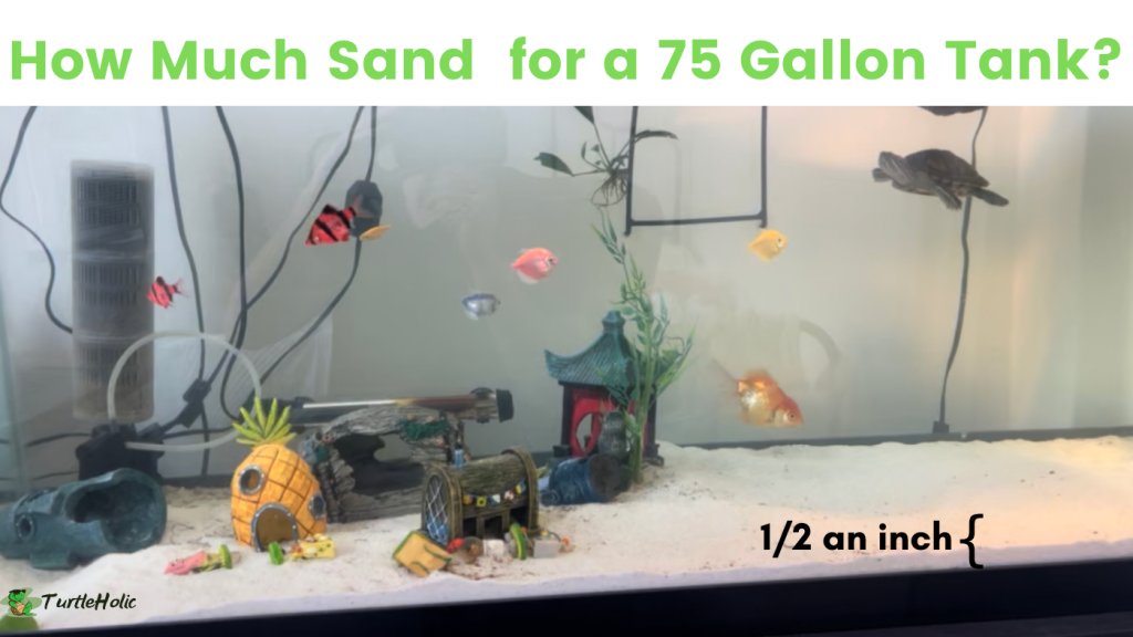 How Much Sand do You Need for a 75 Gallon Tank? TurtleHolic