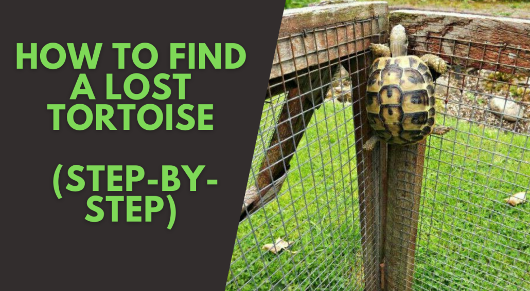 How to Find a Lost Tortoise