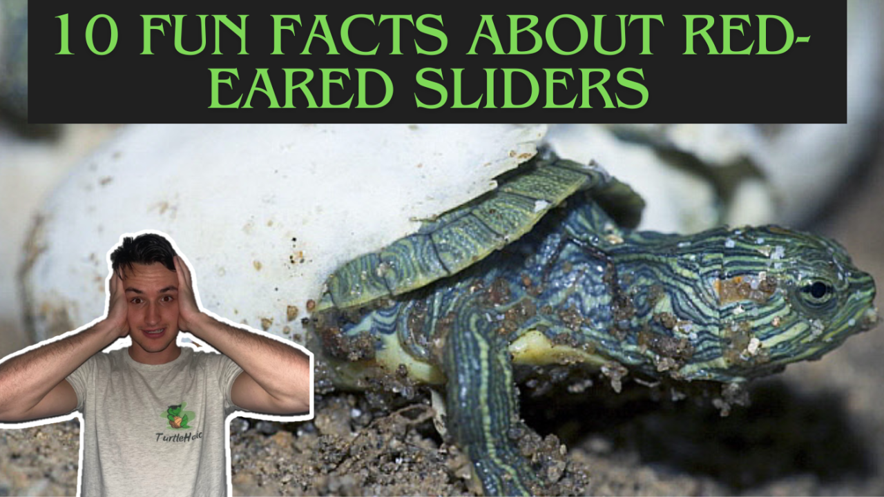 fun facts about red eared sliders TurtleHolic