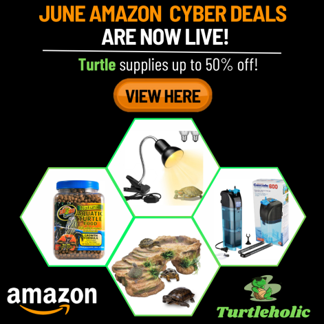 Turtle Shell Peeling - Do Turtles Shed?? - TurtleHolic