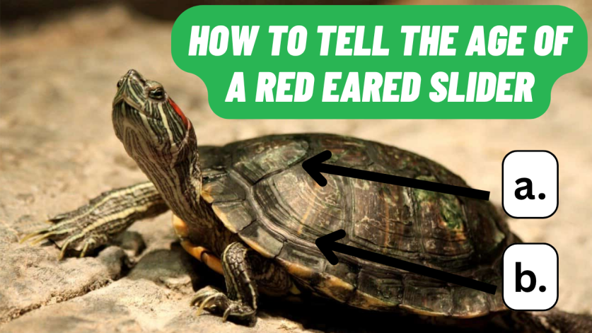 how to tell the age of a red eared slider​
