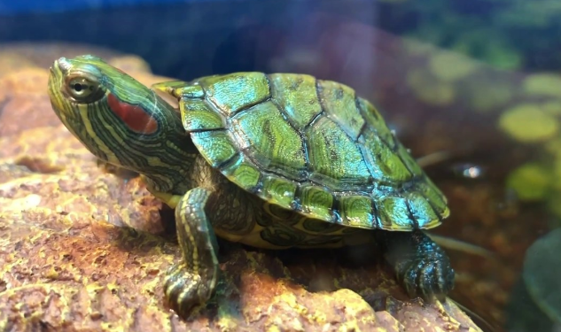 young red eared slider